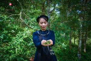 Rừng hồi - Tiềm năng có thể khai thác thành sản phẩm du lịch