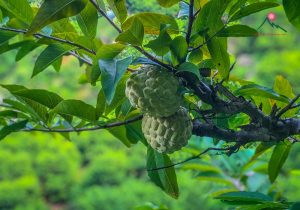 Chợ na tấp nập vào mùa - “Đặc sản” du lịch nông nghiệp huyện Chi Lăng