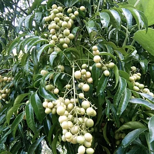 Cây mắc mật, loại cây làm nên ẩm thực Lạng Sơn