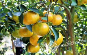 Quýt vàng Bắc Sơn – đặc sản nổi danh xứ Lạng